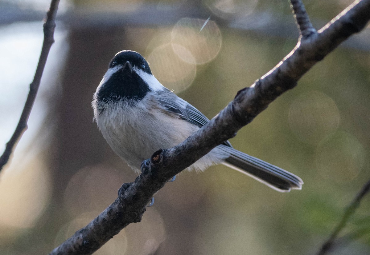 Black-capped Chickadee - ML609702706