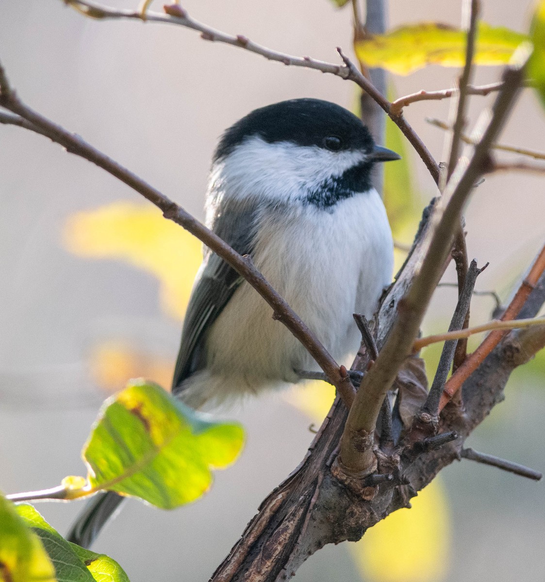 Black-capped Chickadee - ML609702707