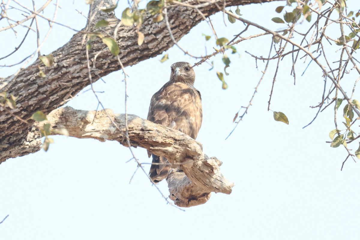 Madagaskarbussard - ML609702788