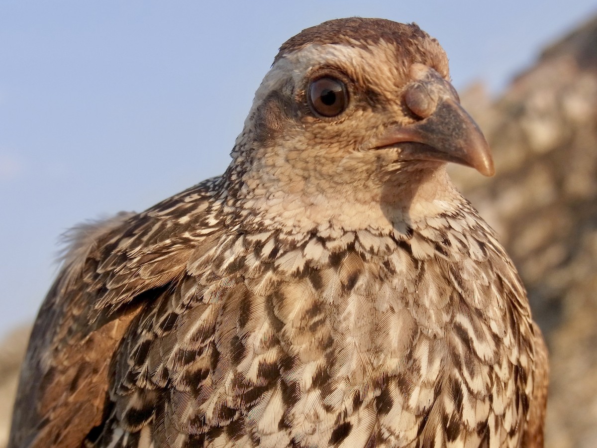 Francolin de Swierstra - ML609702808