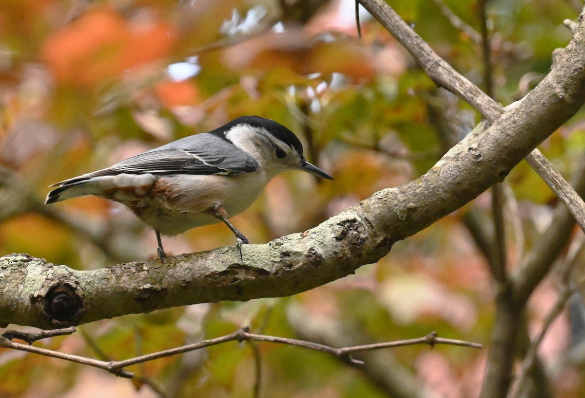 White-breasted Nuthatch - ML609702874