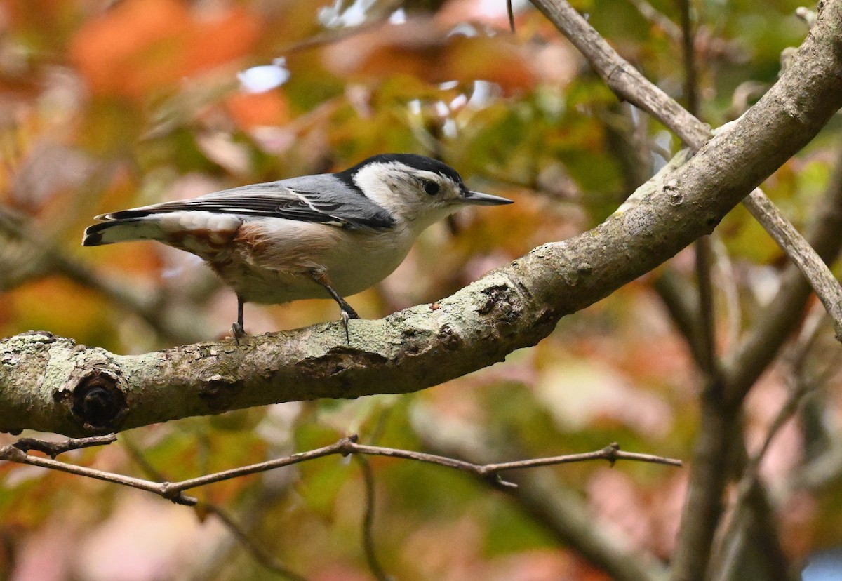 White-breasted Nuthatch - ML609702875