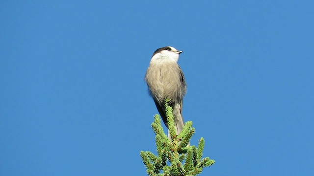 Canada Jay - ML609702921