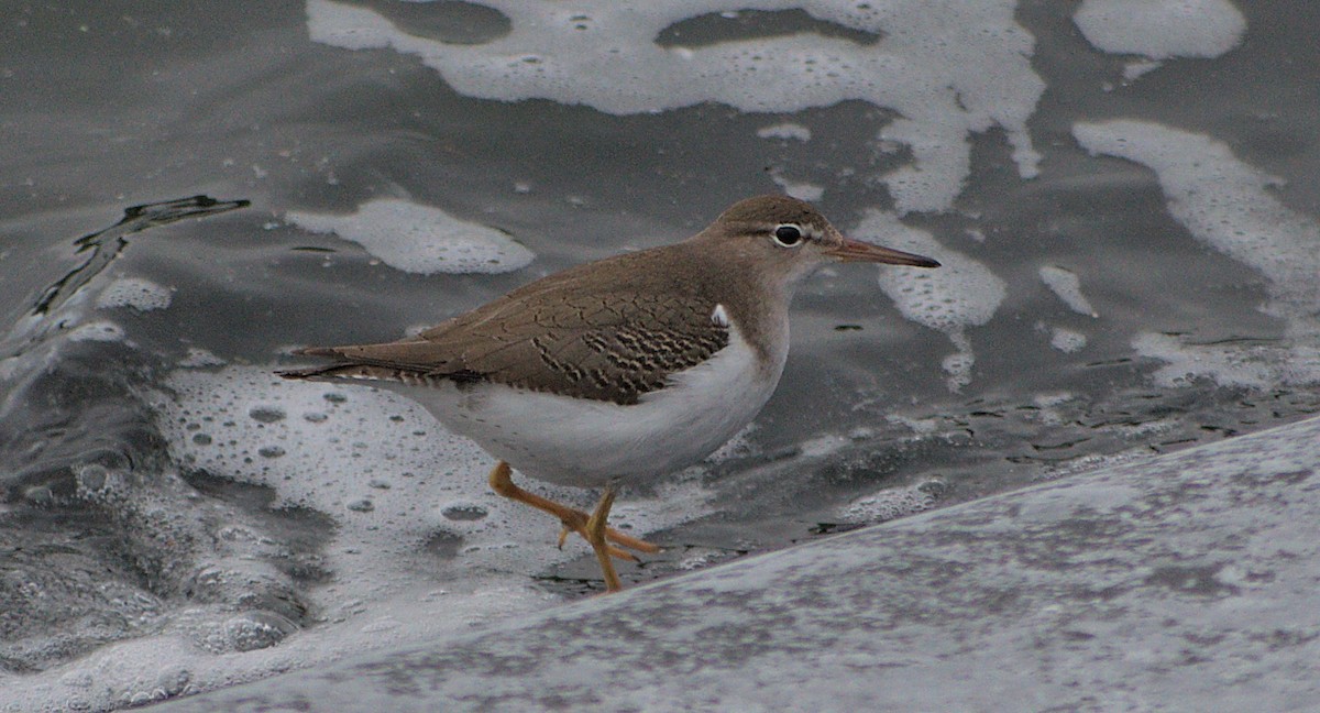 Spotted Sandpiper - ML609702932