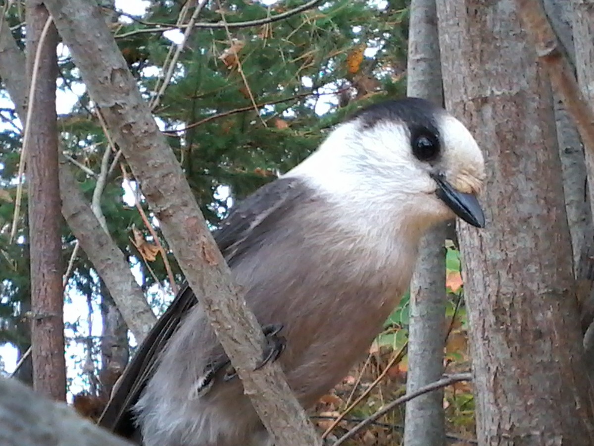 Canada Jay (Boreal) - ML609702945