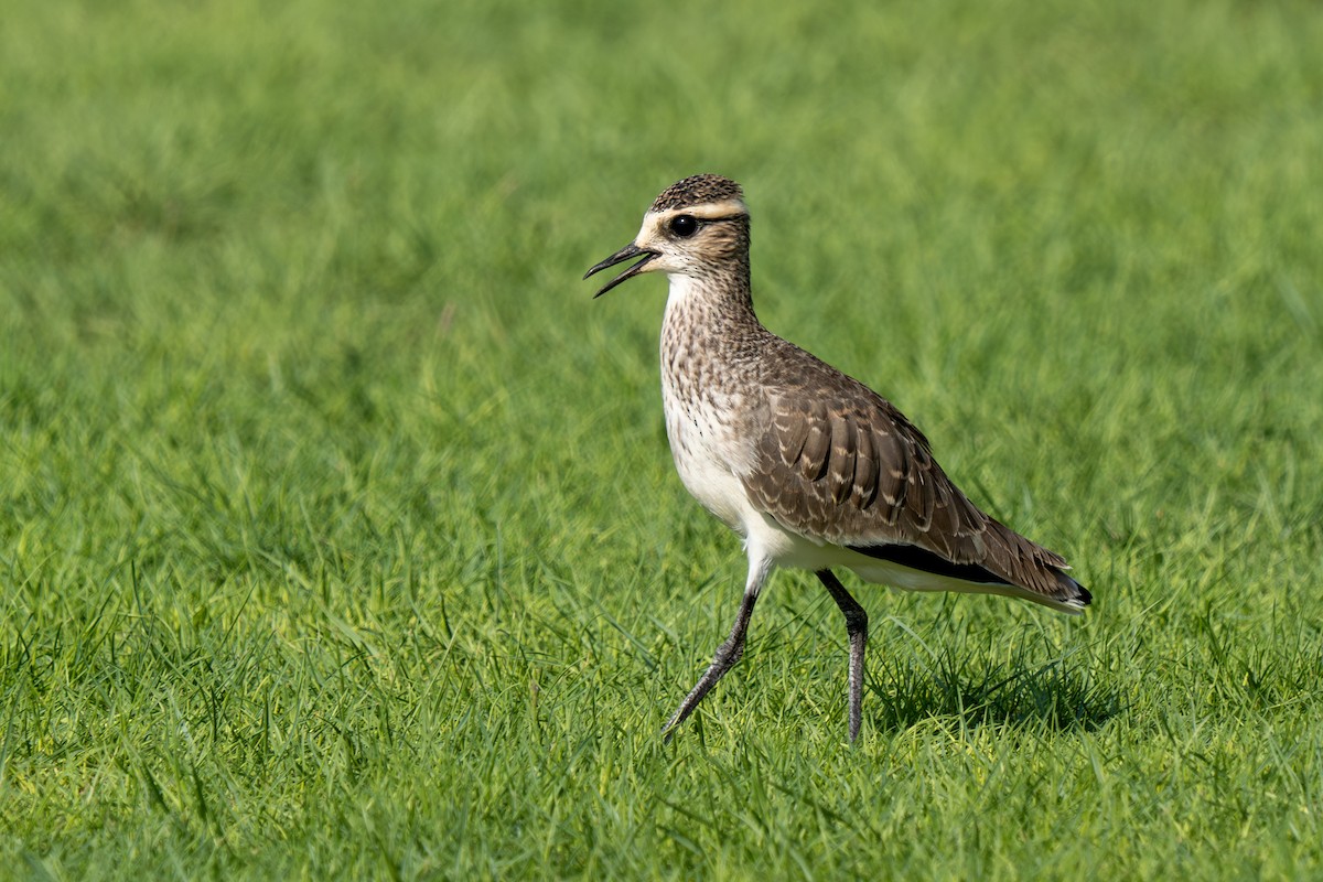 Sociable Lapwing - ML609702986