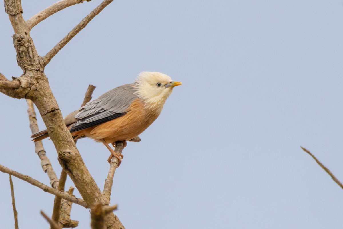 Malabar Starling - ML609702987