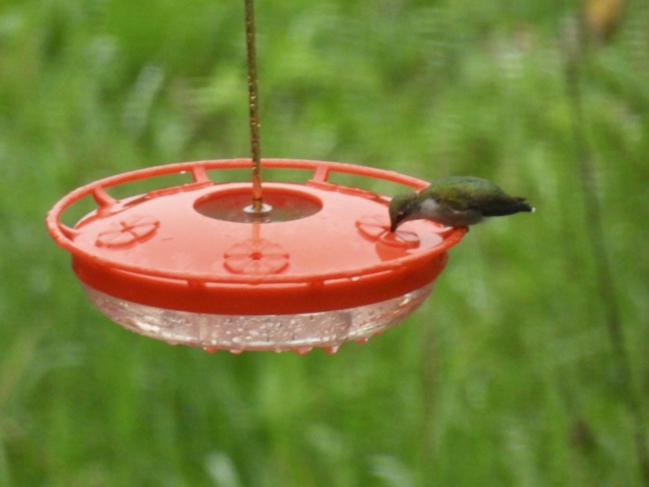 Ruby-throated Hummingbird - ML609703012