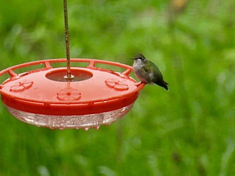 Ruby-throated Hummingbird - ML609703013