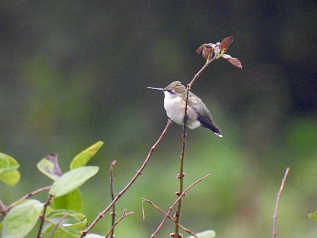 Ruby-throated Hummingbird - ML609703014
