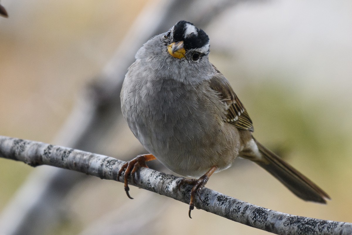 White-crowned Sparrow - ML609703048