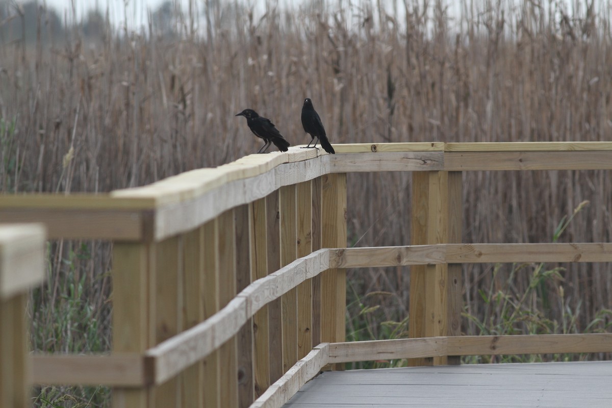 Boat-tailed Grackle - Patricia Scanlon