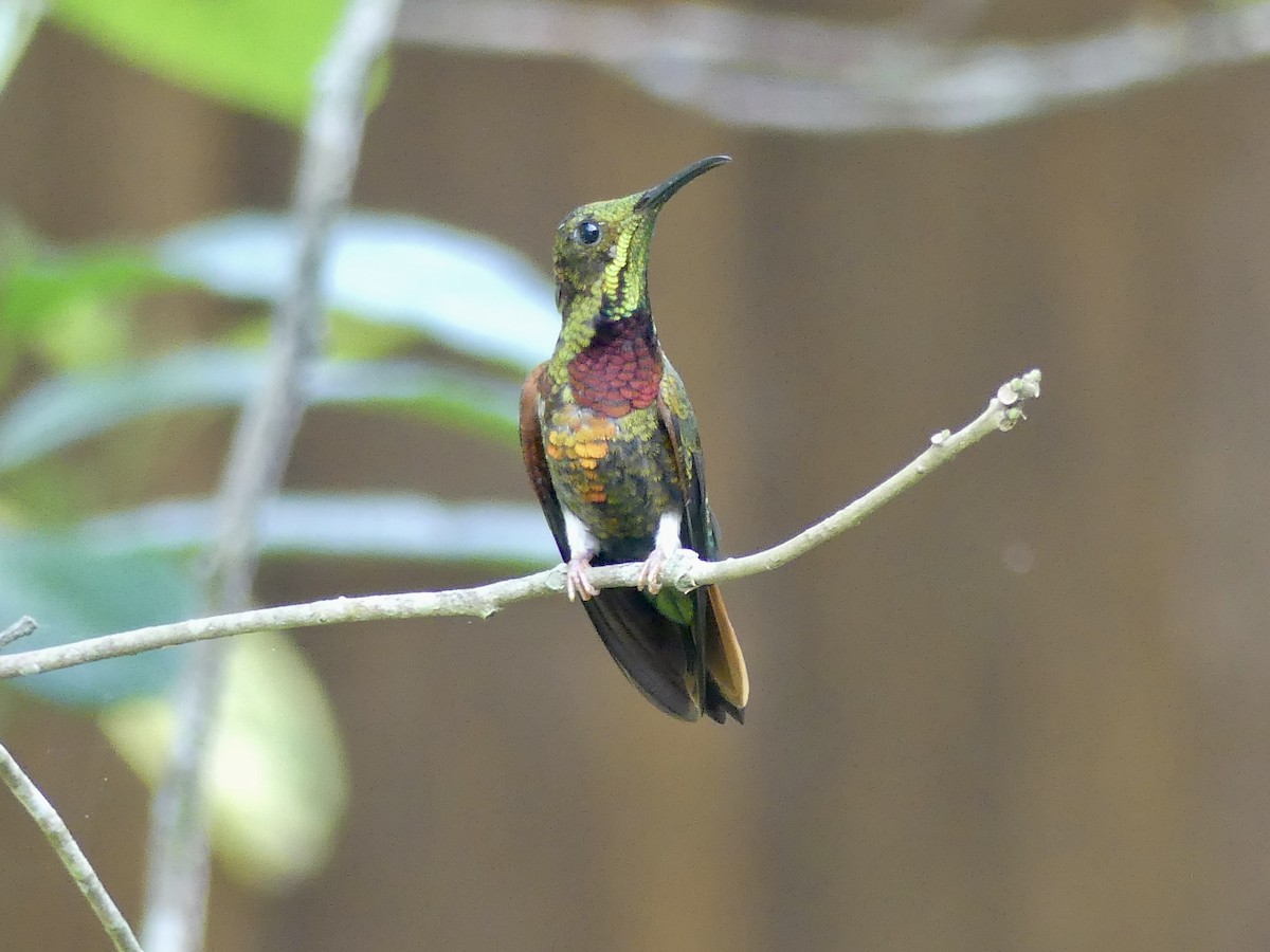 Colibrí Topacio - ML609703070