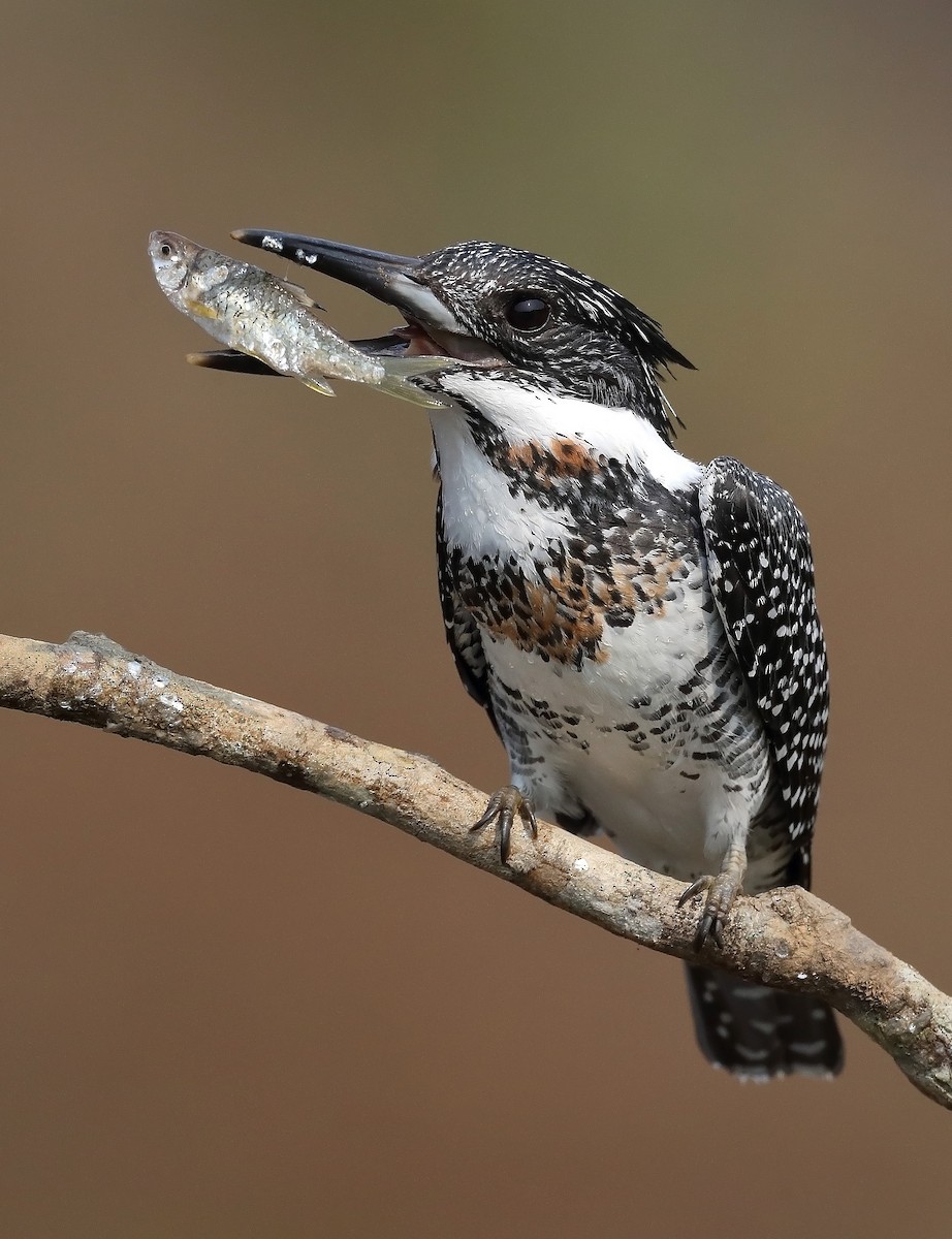 Common Kingfisher - sheau torng lim