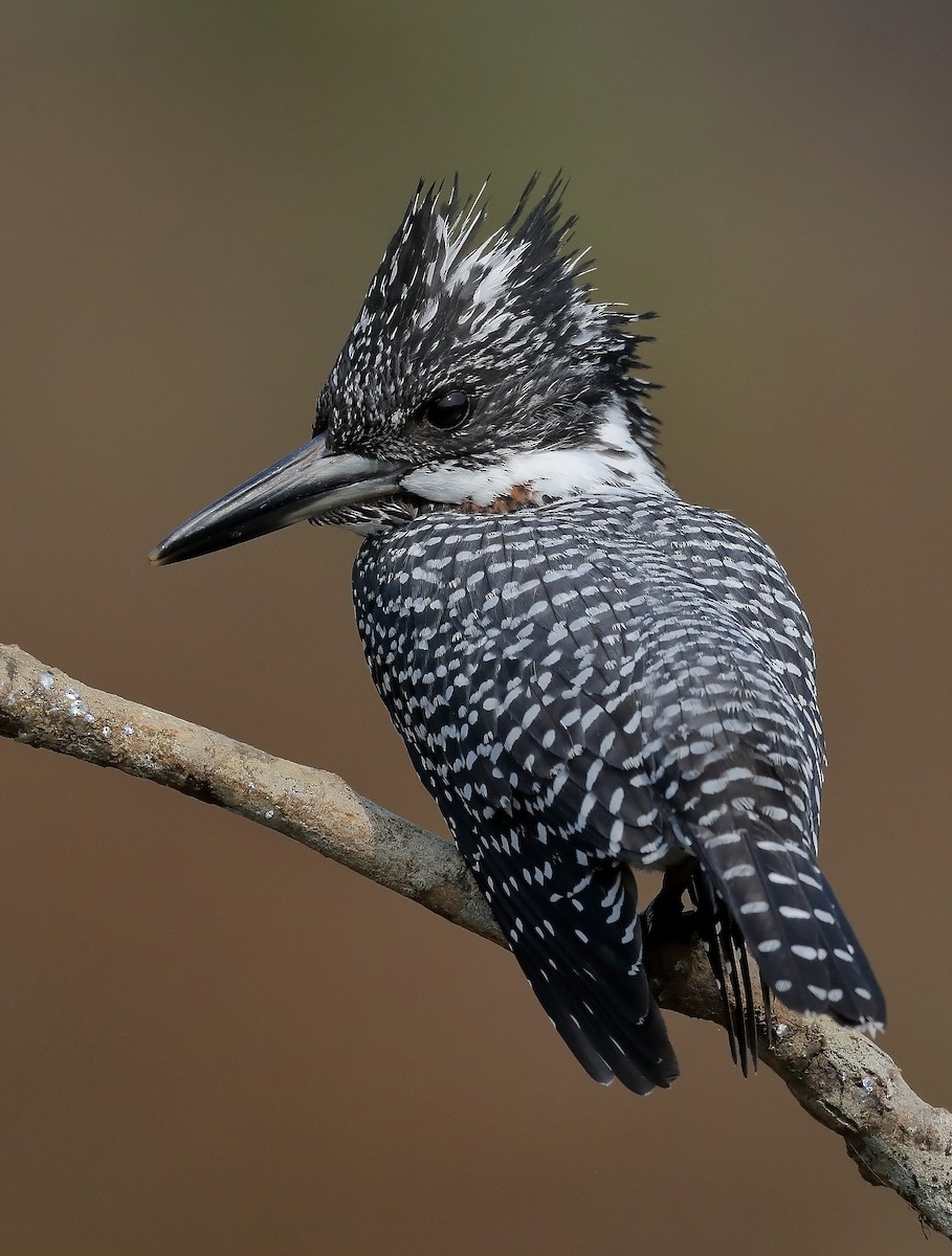 Common Kingfisher - ML609703174