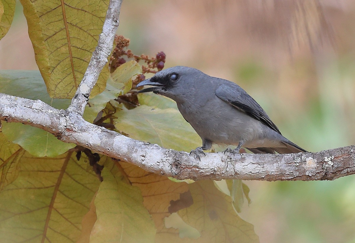 Large Cuckooshrike - ML609703185