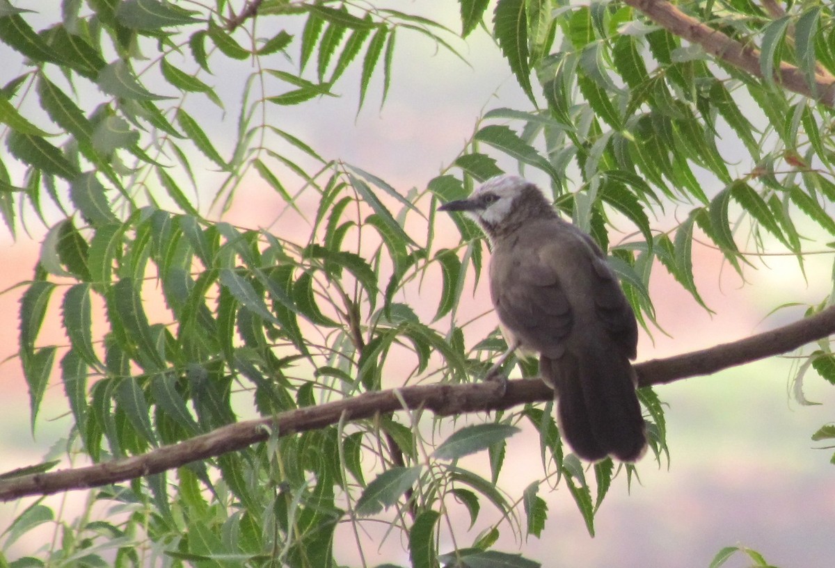 Cretzschmar's Babbler - ML60970321