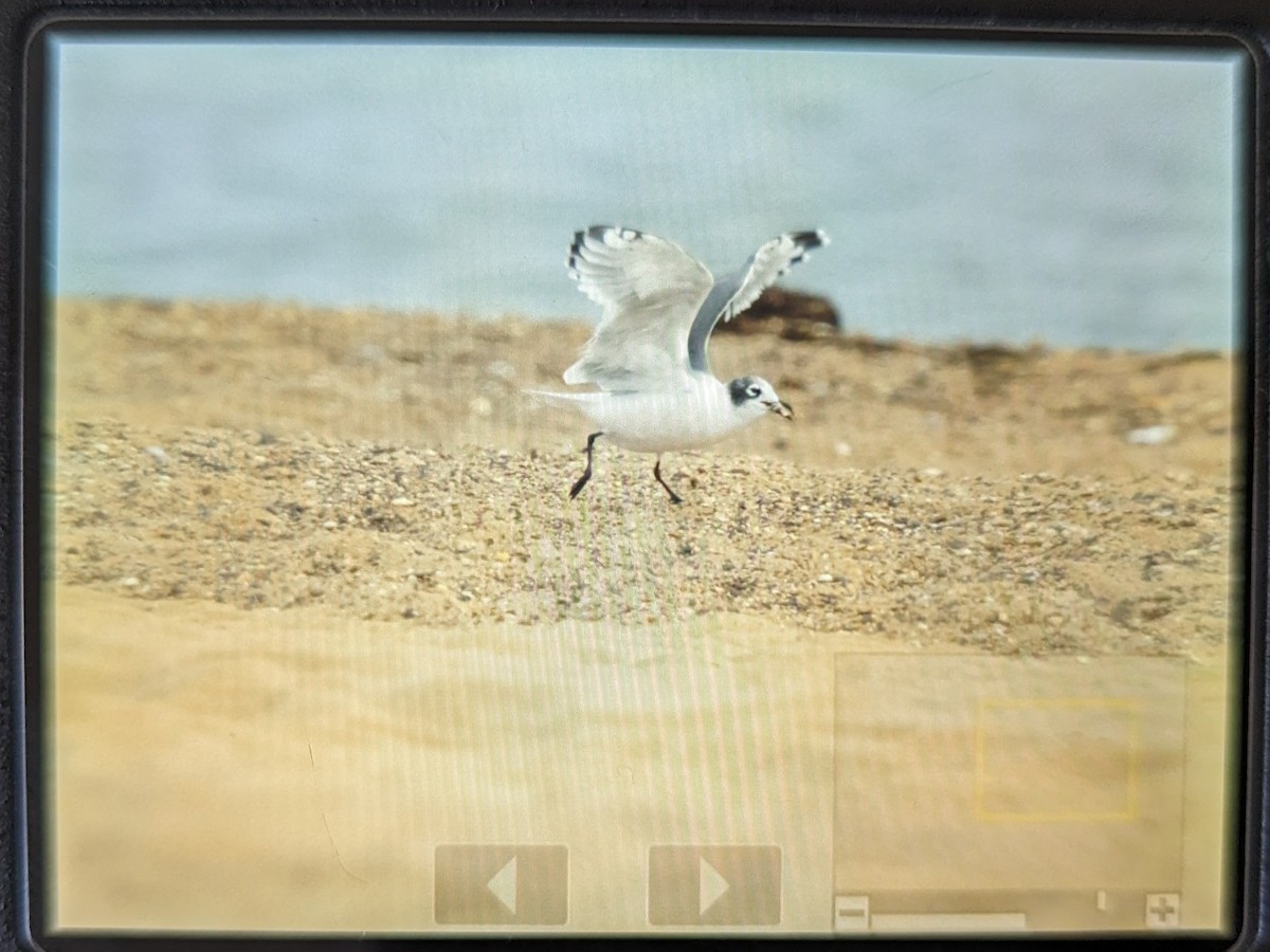 Franklin's Gull - ML609703384