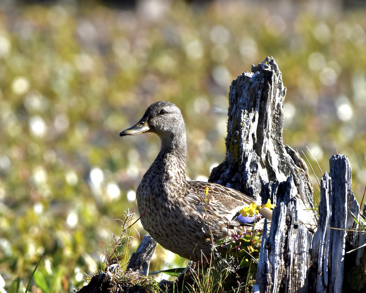 Canard colvert - ML609703403