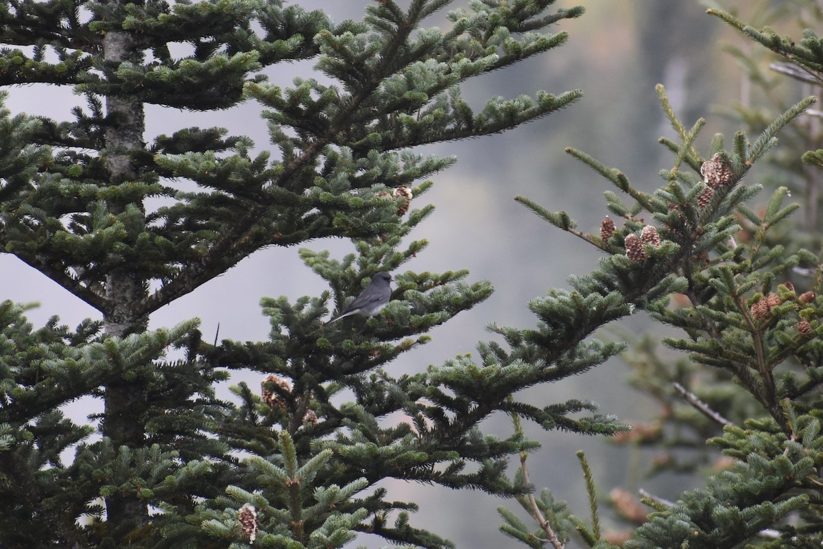 Dark-eyed Junco - ML609703412