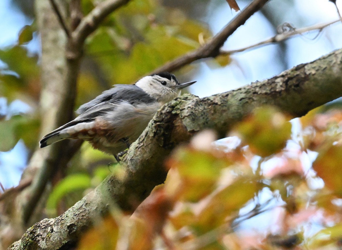 White-breasted Nuthatch - ML609703459