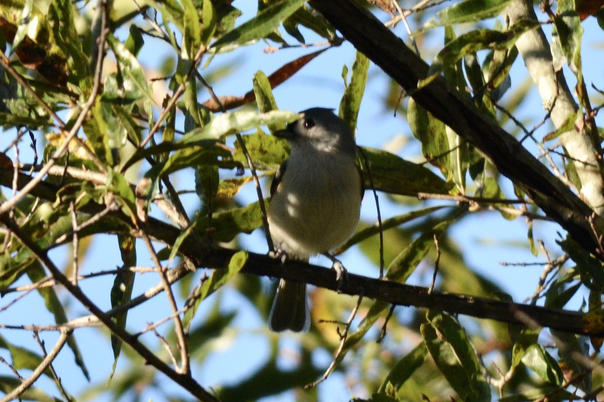 Tufted Titmouse - ML609703587