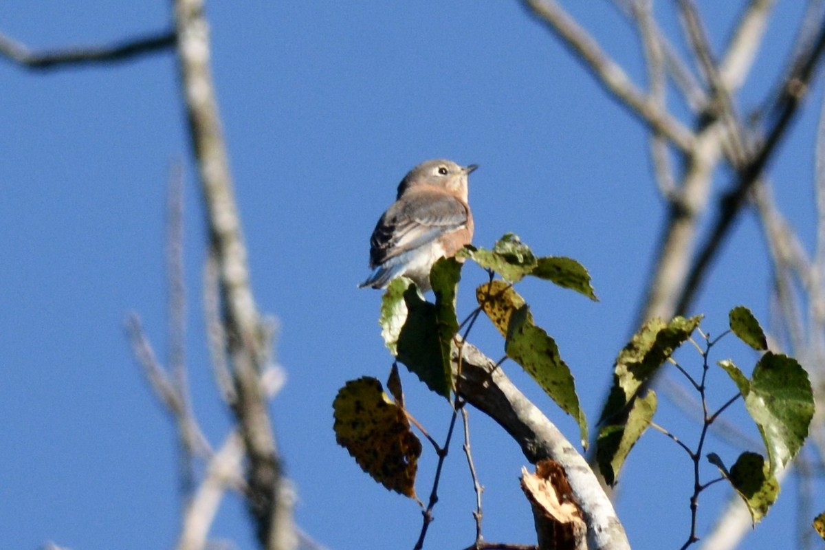 Eastern Bluebird - ML609703597