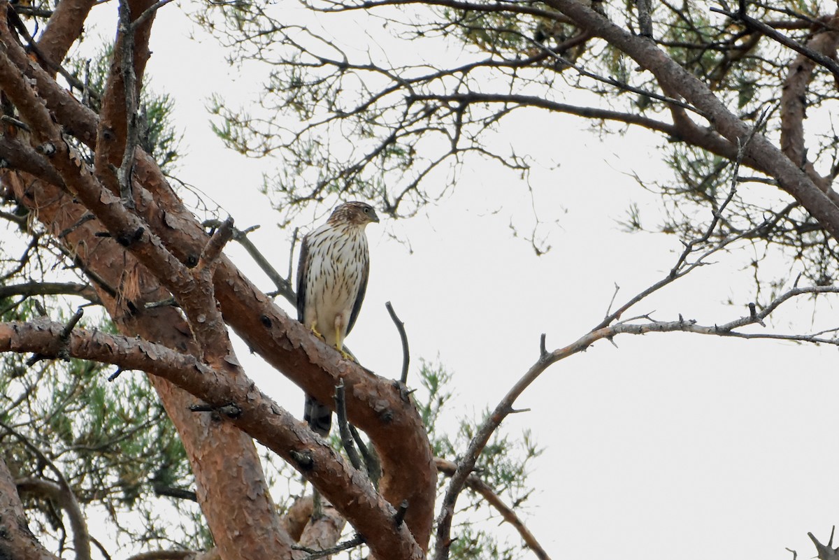 Cooper's Hawk - ML609703646