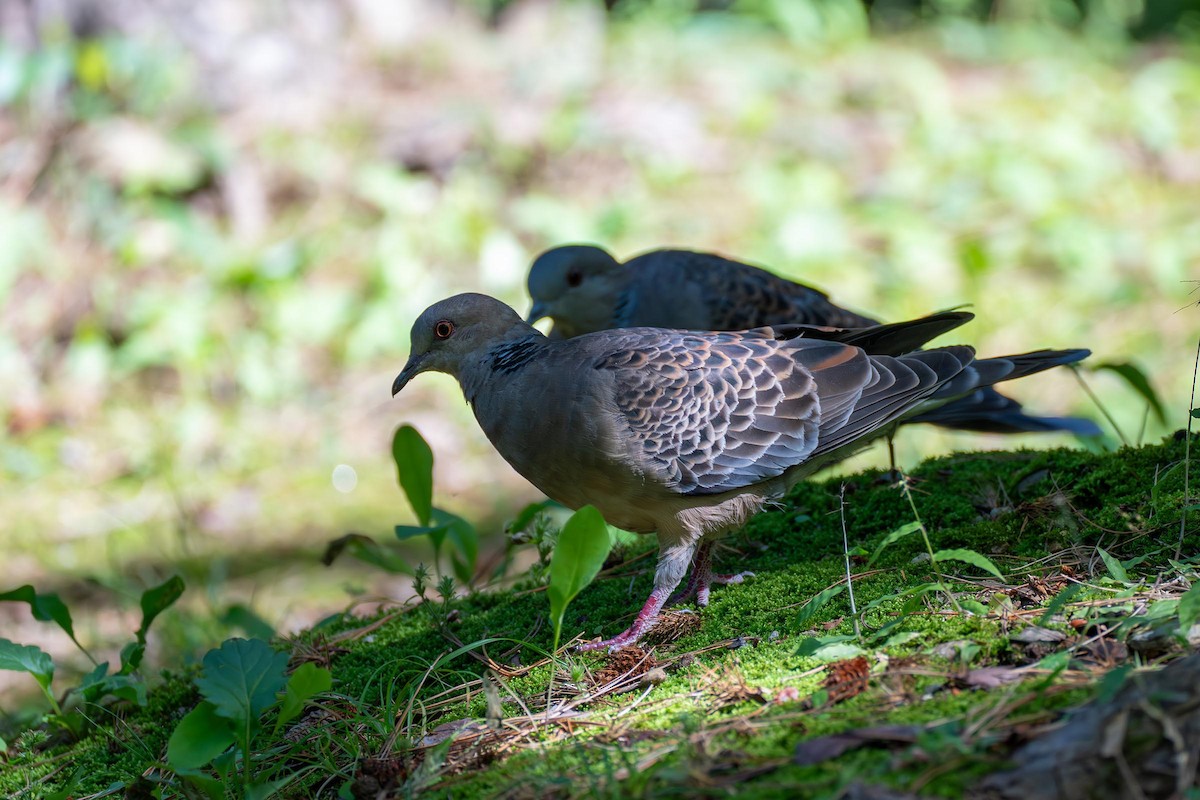 Oriental Turtle-Dove - Paul Ha