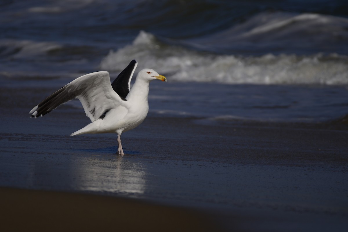 Great Black-backed Gull - ML609703655