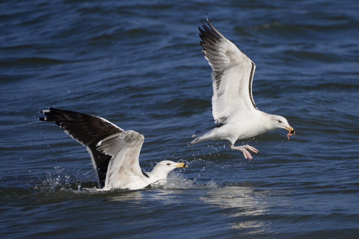 Great Black-backed Gull - ML609703660