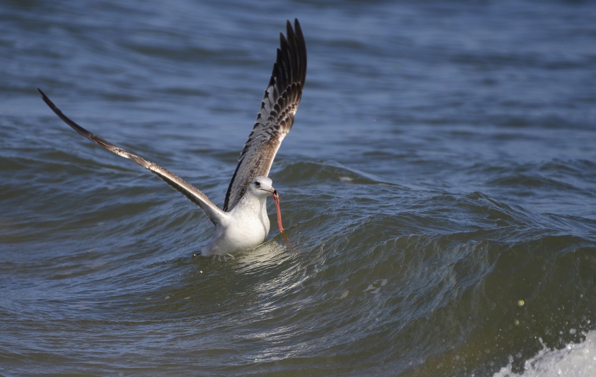 Ring-billed Gull - ML609703696