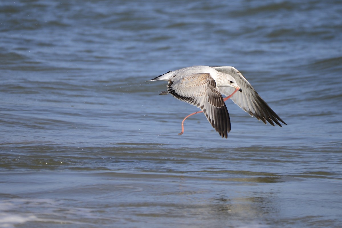 Ring-billed Gull - ML609703702