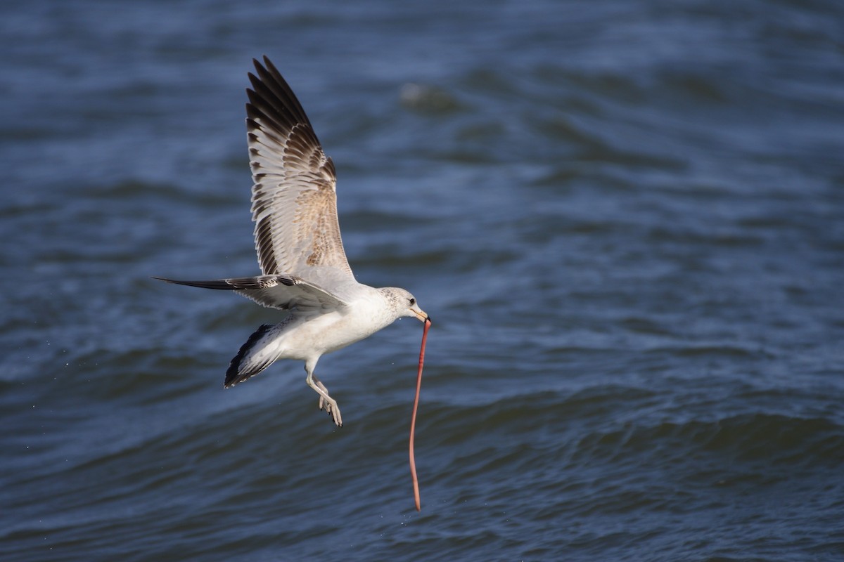 Ring-billed Gull - ML609703740