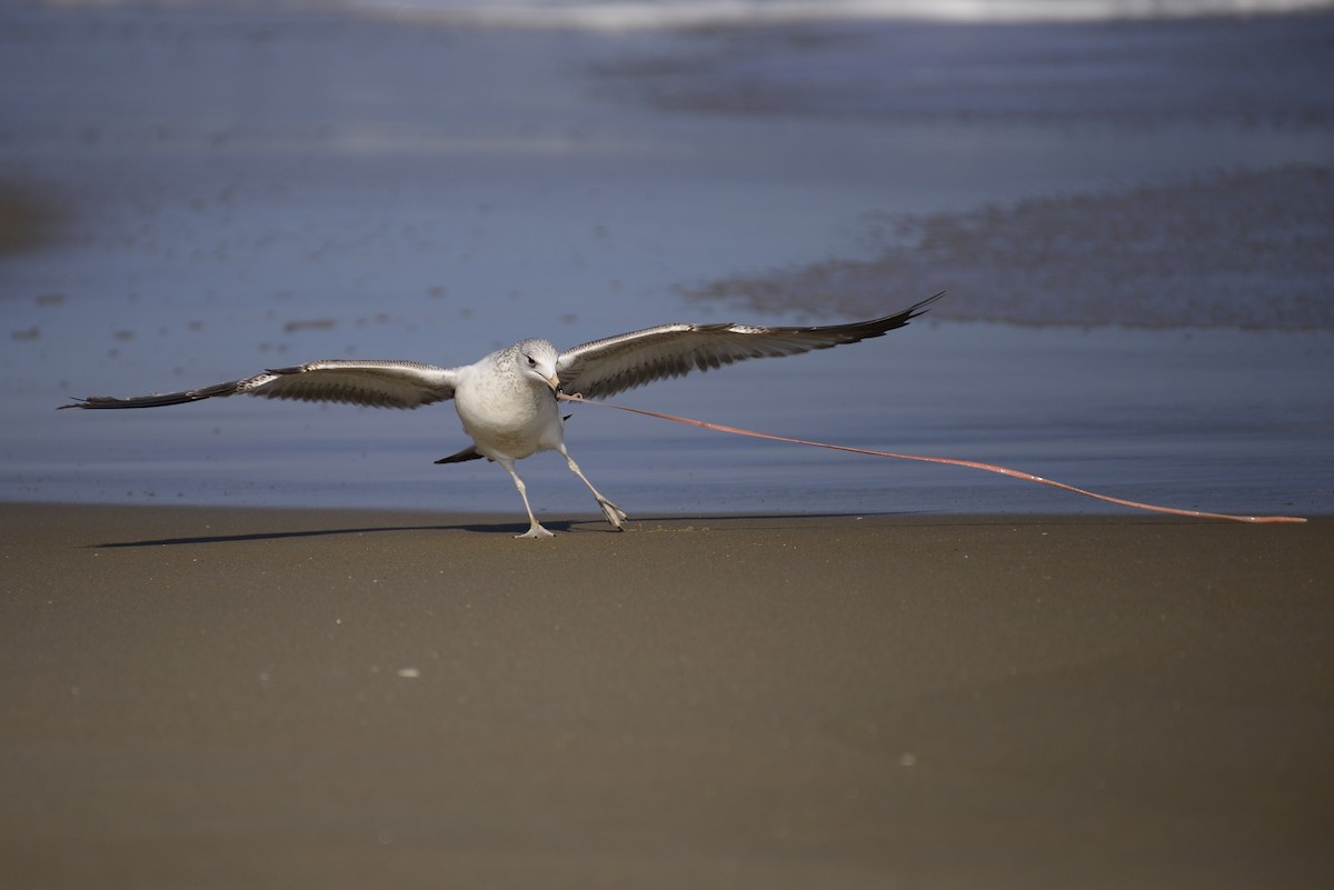 Ring-billed Gull - ML609703745