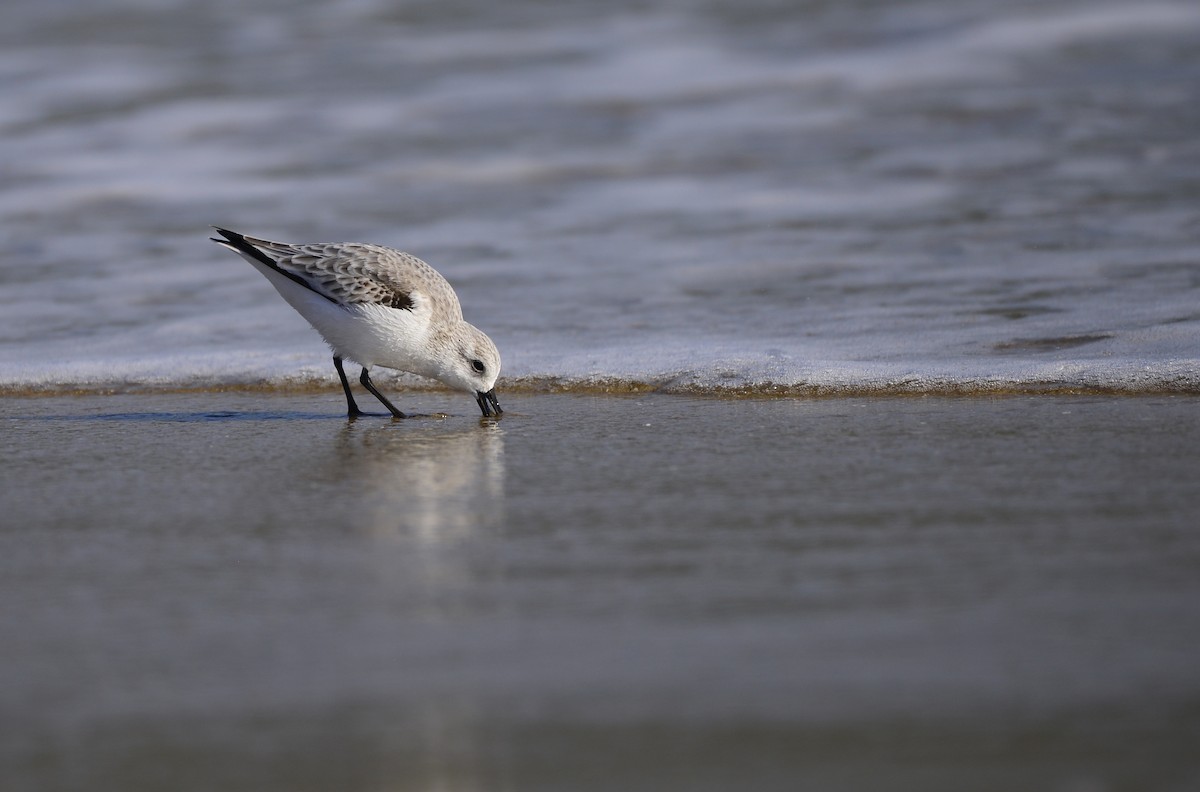 Sanderling - ML609703785