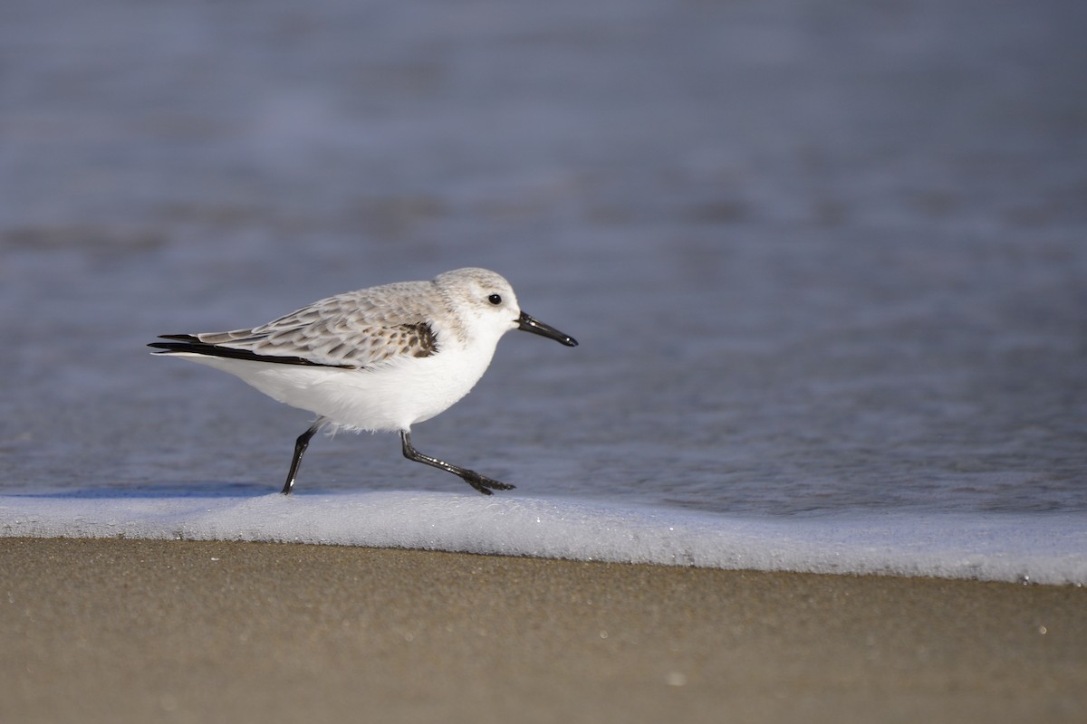 Sanderling - ML609703786