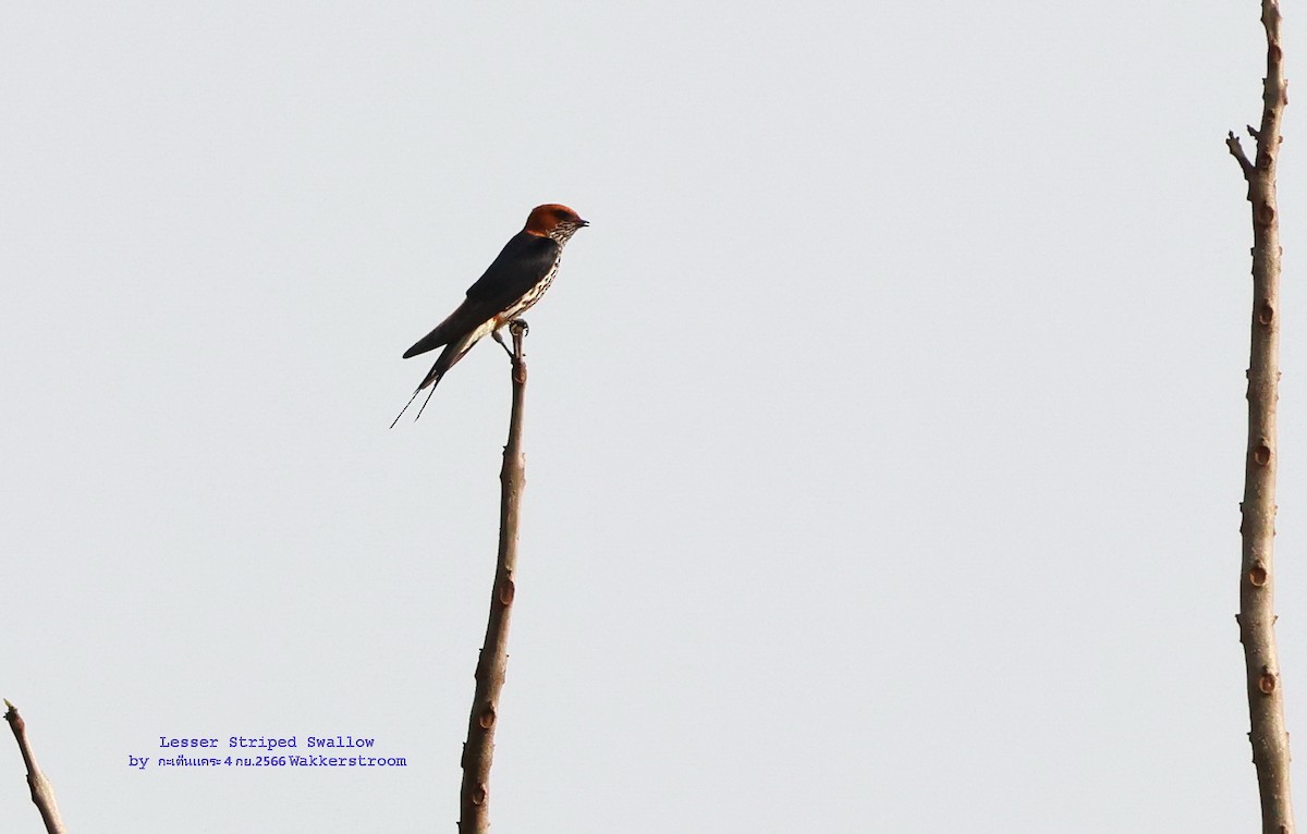 Lesser Striped Swallow - Argrit Boonsanguan