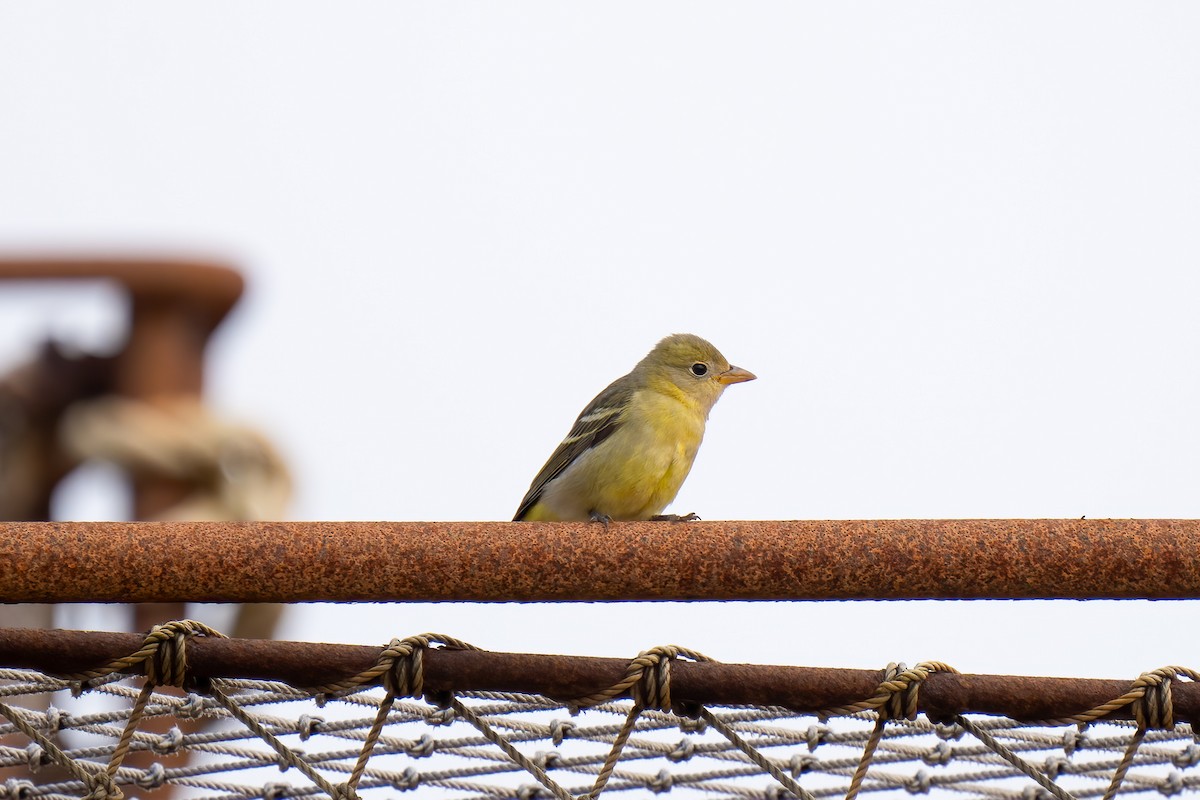 Western Tanager - ML609703985