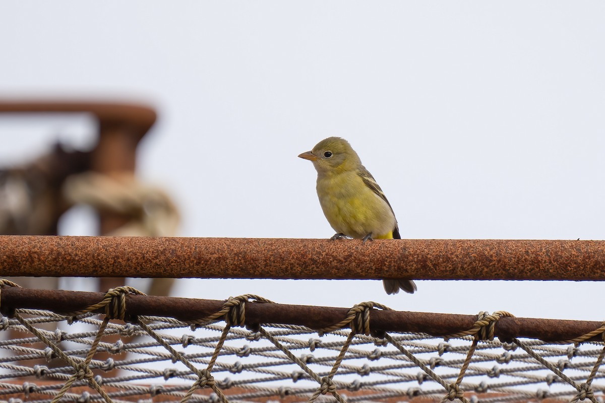 Western Tanager - ML609703986