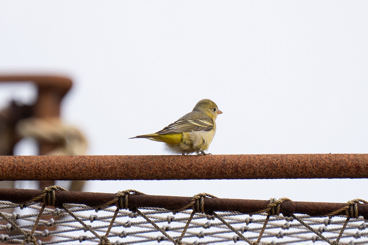 Western Tanager - ML609703987