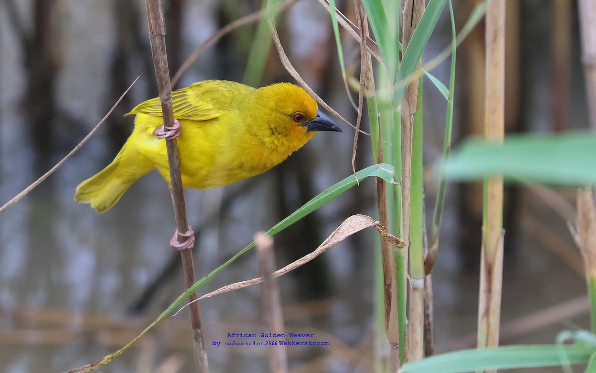 African Golden-Weaver - Argrit Boonsanguan