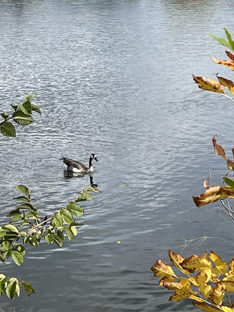 tamgås (domestisert Anser sp.) x kanadagås (hybrid) - ML609704001