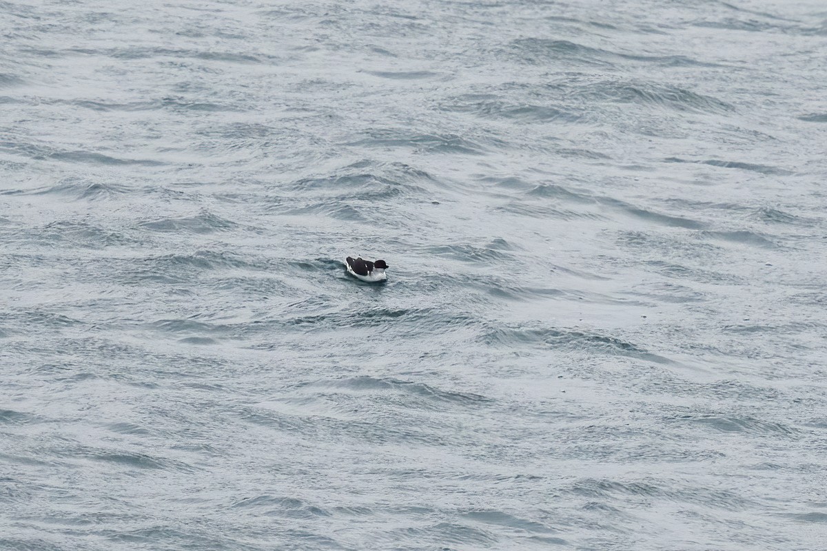 Least Auklet - ML609704083