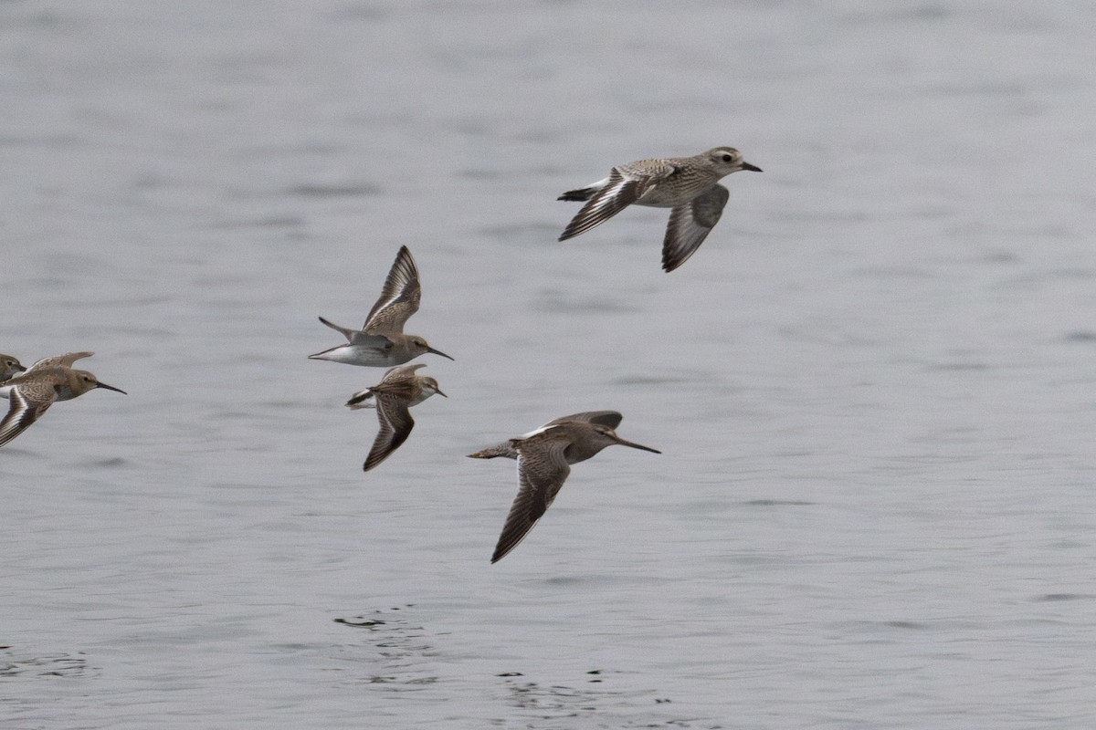 Long-billed Dowitcher - ML609704092