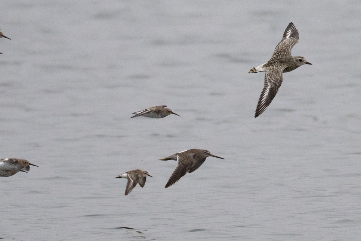 Long-billed Dowitcher - ML609704095