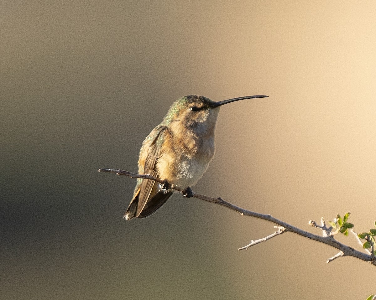 Lucifer Hummingbird - ML609704151