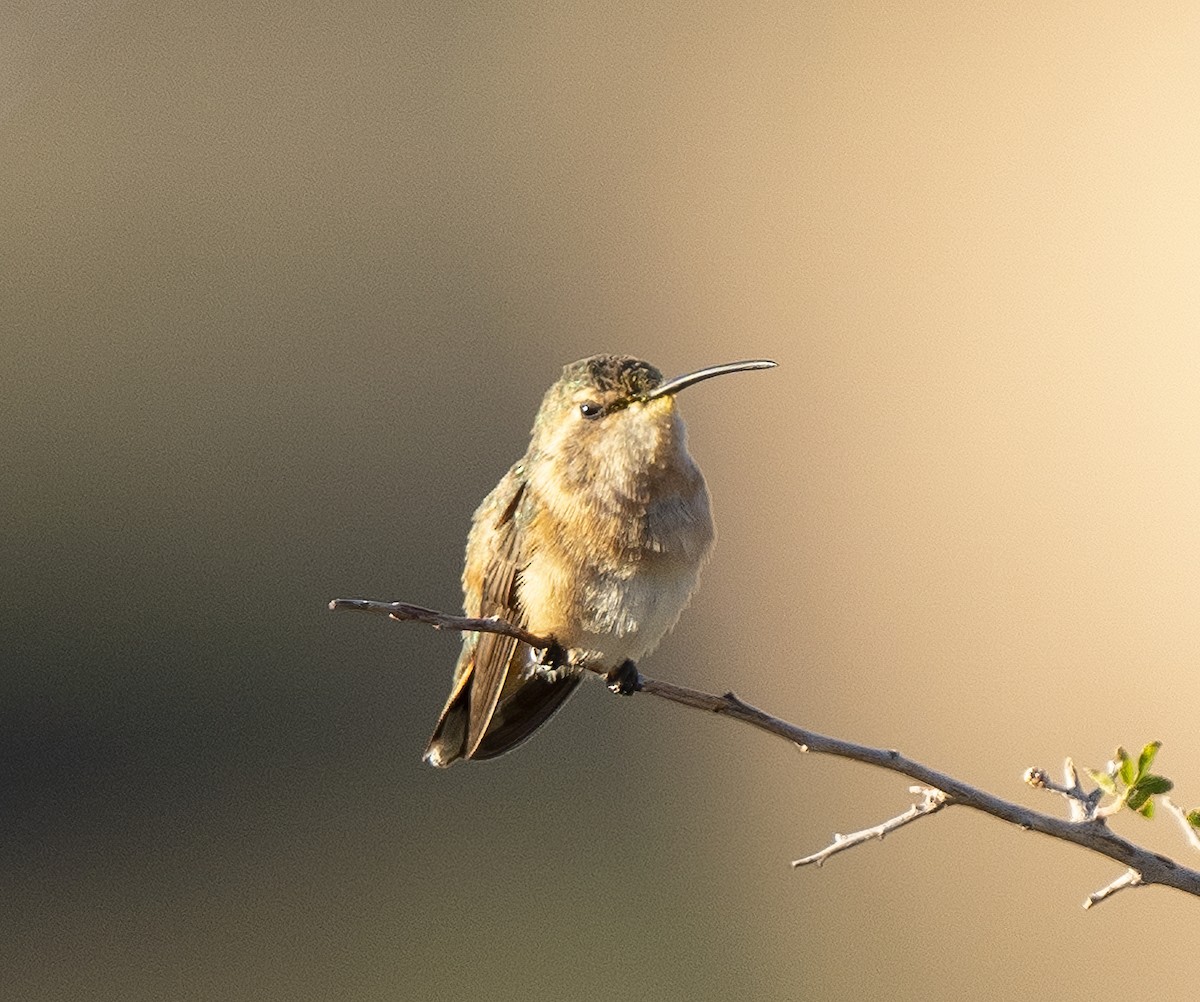 Lucifer Hummingbird - ML609704152