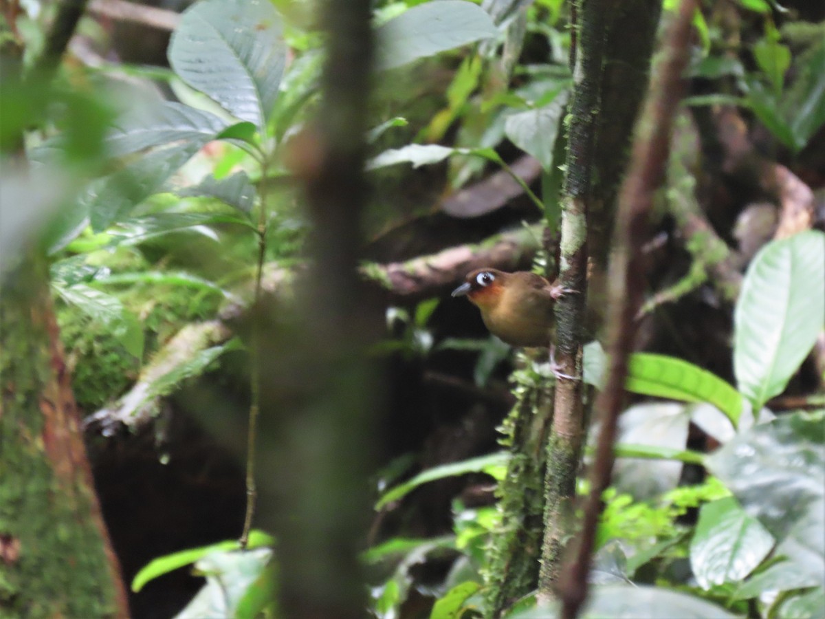 Rufous-throated Antbird - ML609704222