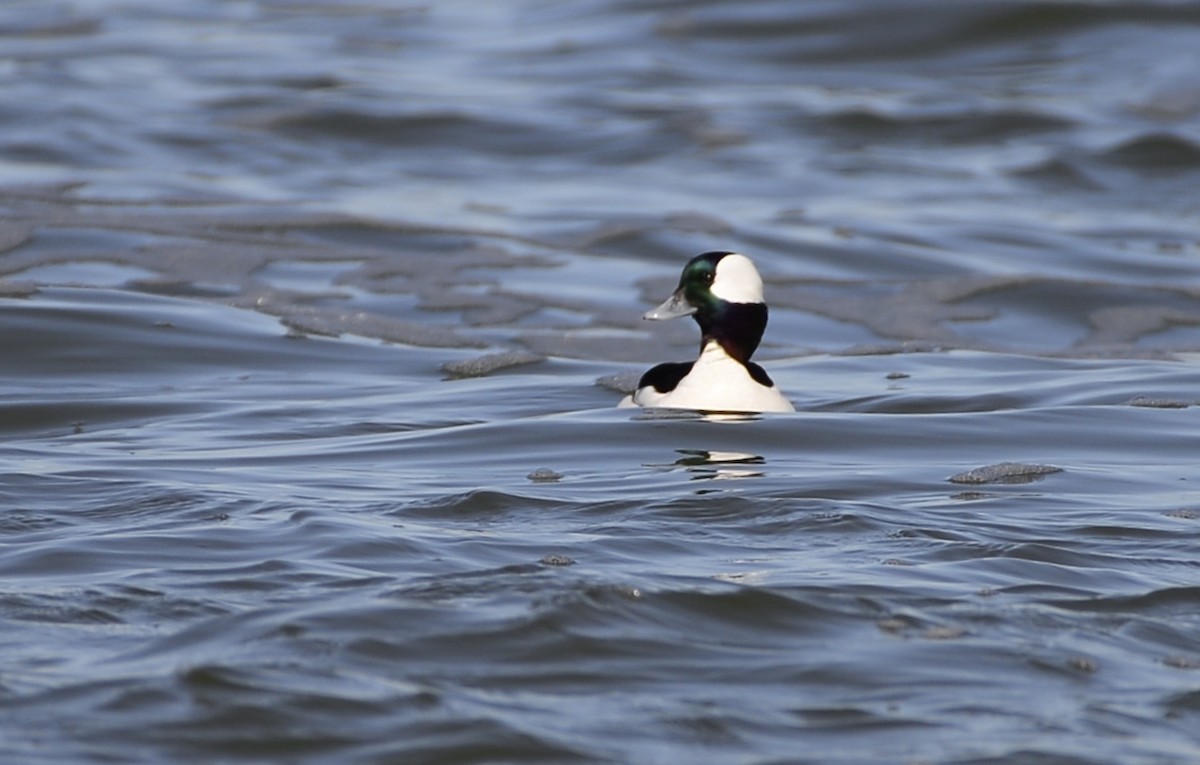 Bufflehead - ML609704236